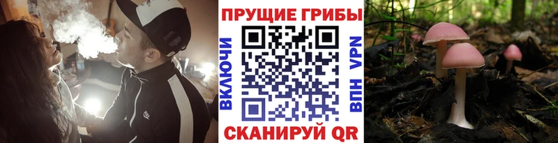 Галлюциногенные грибы MAGIC MUSHROOMS  как найти закладки  Фрязино 